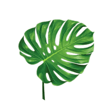 demo-attachment-97-leaf